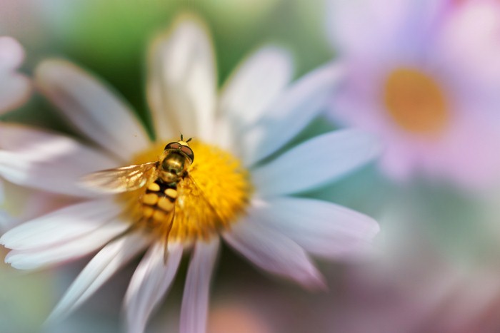 Необычные фотографии насекомых 12