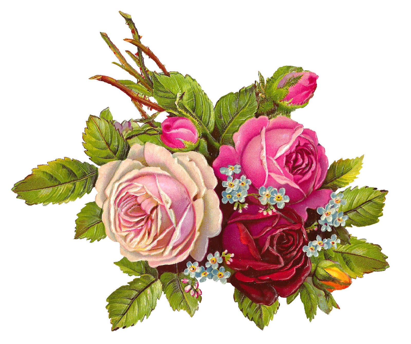 antique-images-free-gorgeous-digital-rose-download-printable-flower