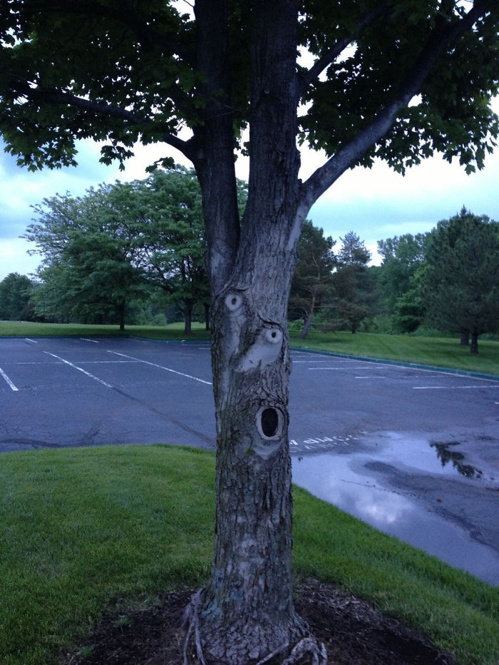 34 Confusing Trees That Messed With Our Perception