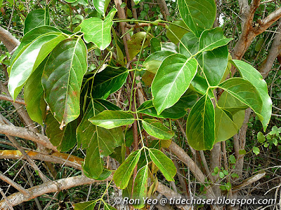 Omis-omis (Aganope heptaphylla)