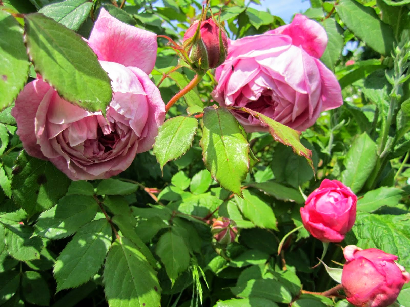 Nettes Lille Have: Roser med garniture
