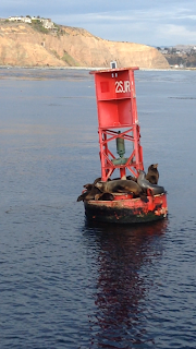 sea lions on buoy at dana point