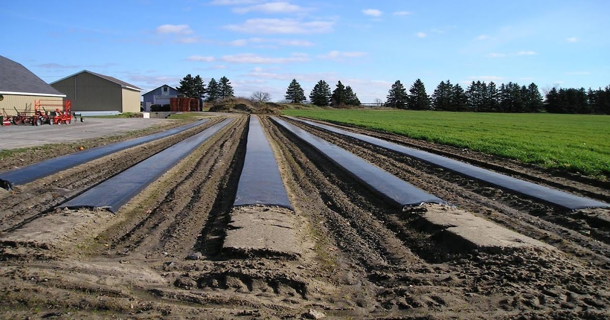 MulchIndia Black Plastic Mulching Mulch India