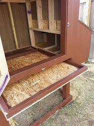 chicken coop easy chicks raising chickens coops run plans clean diy backyard building update caring week designs flooring friendly brooder