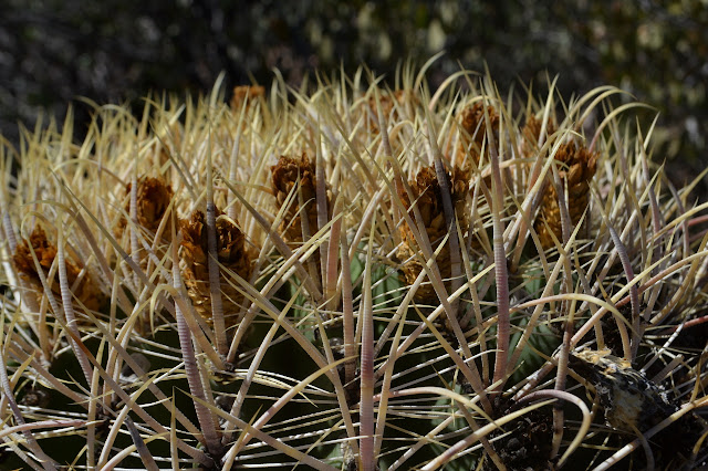 barrel cactus flowers