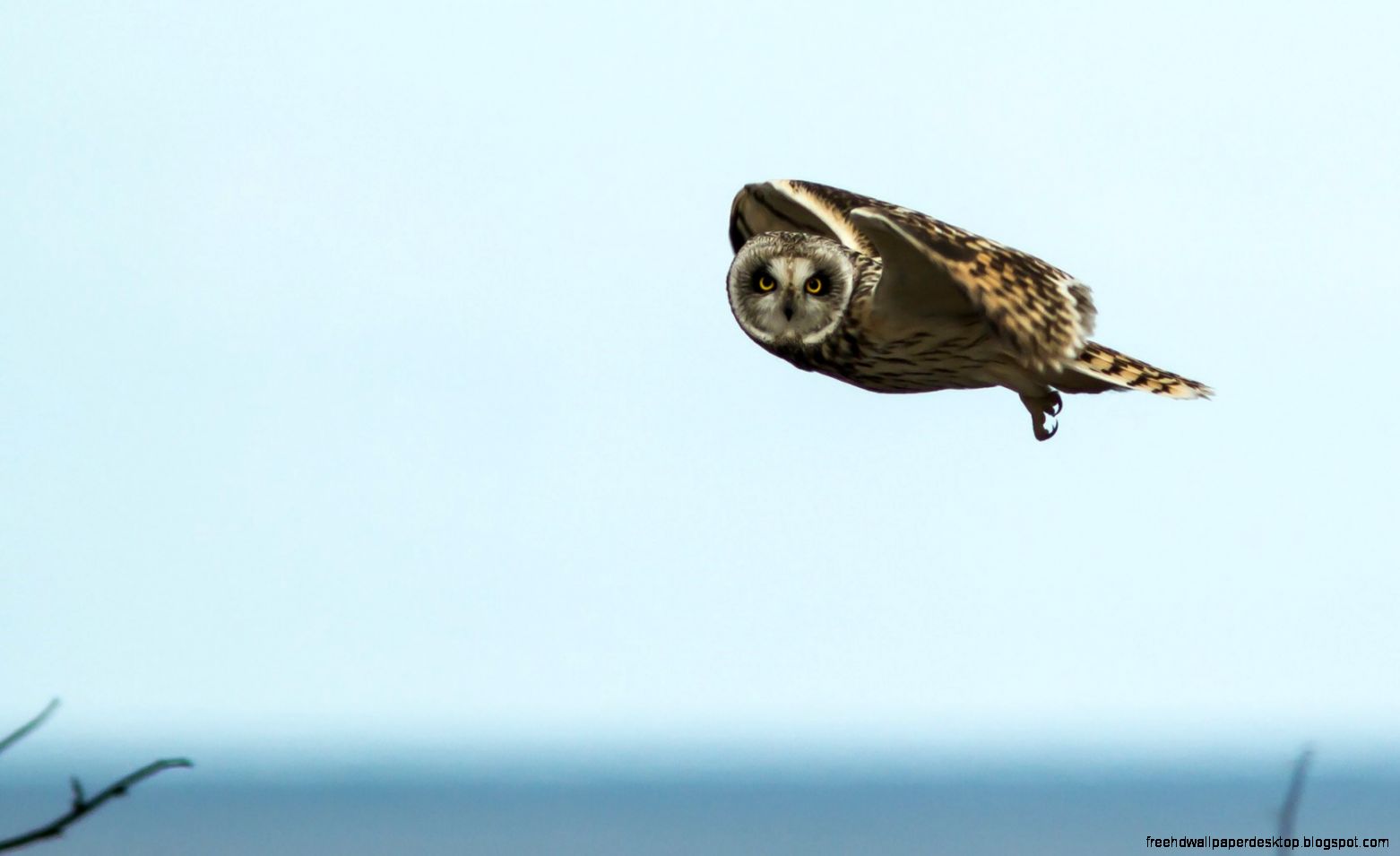 Flying Owl Desktop Wallpaper