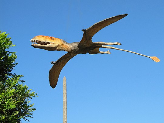 Dimorfodon (Dimorphodon)