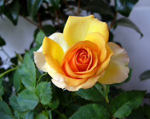 Gelbe Rose auf meinem Balkon