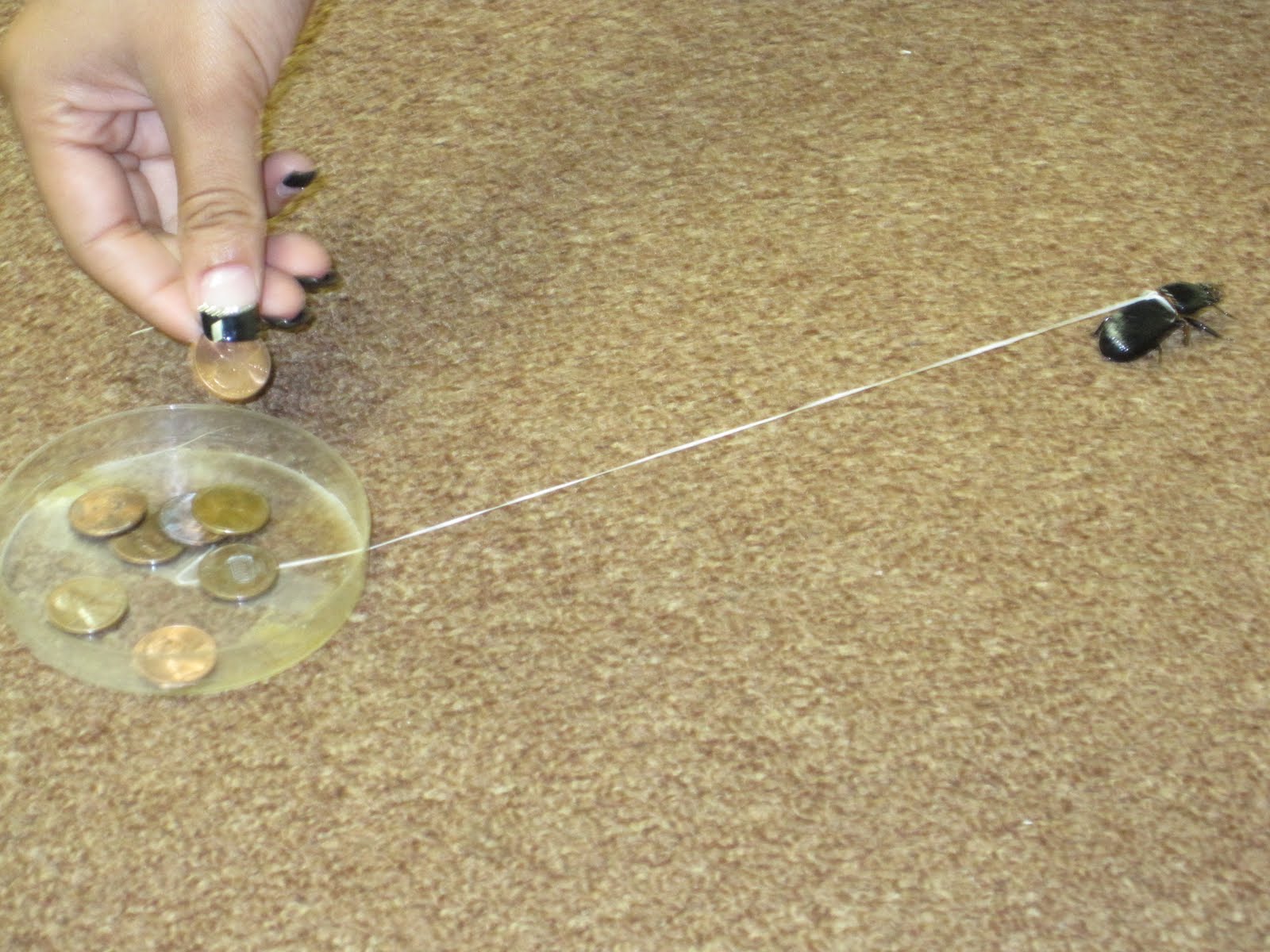 METRO Science: Year in Review: Bess Bugs in Class