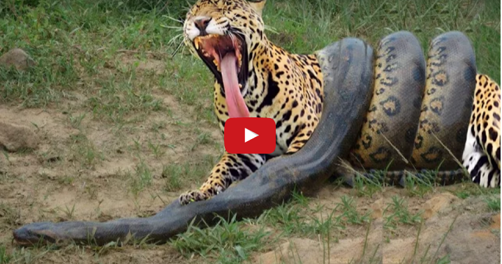 Giant Anaconda vs Jaguar - Python vs Tiger - Python vs Leopard ~ CNN NEWS