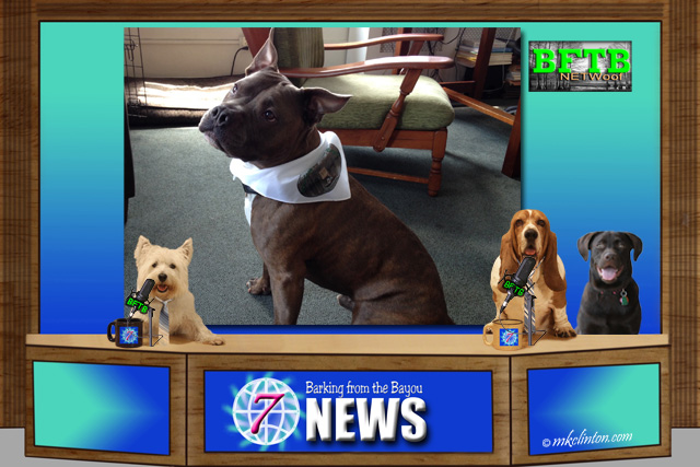 BFTB NETWoof Dog News with gorgeous dog wearing a BFTB bandana