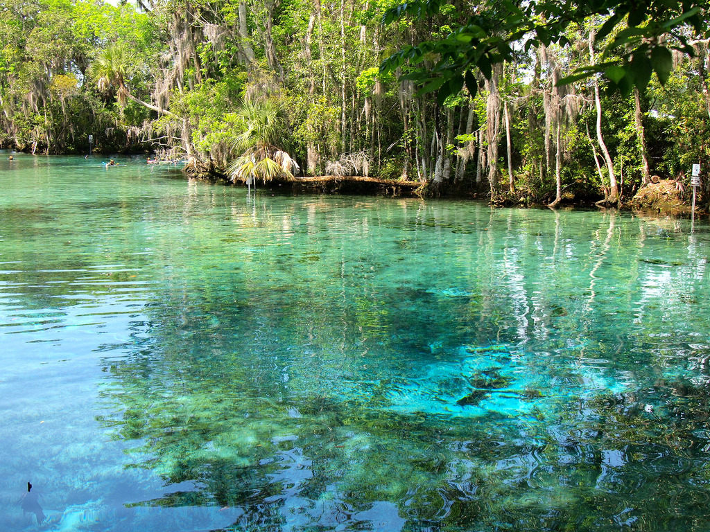 Crystal River Manatees