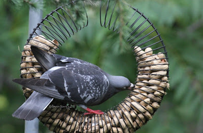 The focus of this photo is of a pigeon who is perched within the left side of a bird feeder which is made of coils and shaped like a wreath.This feeder has the function of “holding” peanuts within a shell and the pigeon is trying to “grab” one with his beak. This “scene” occurred in my garden, which is the setting for my book series, “Words In Our Beak.” Info re these books is included in another post within this blog @ https://www.thelastleafgardener.com/2018/10/one-sheet-book-series-info.html