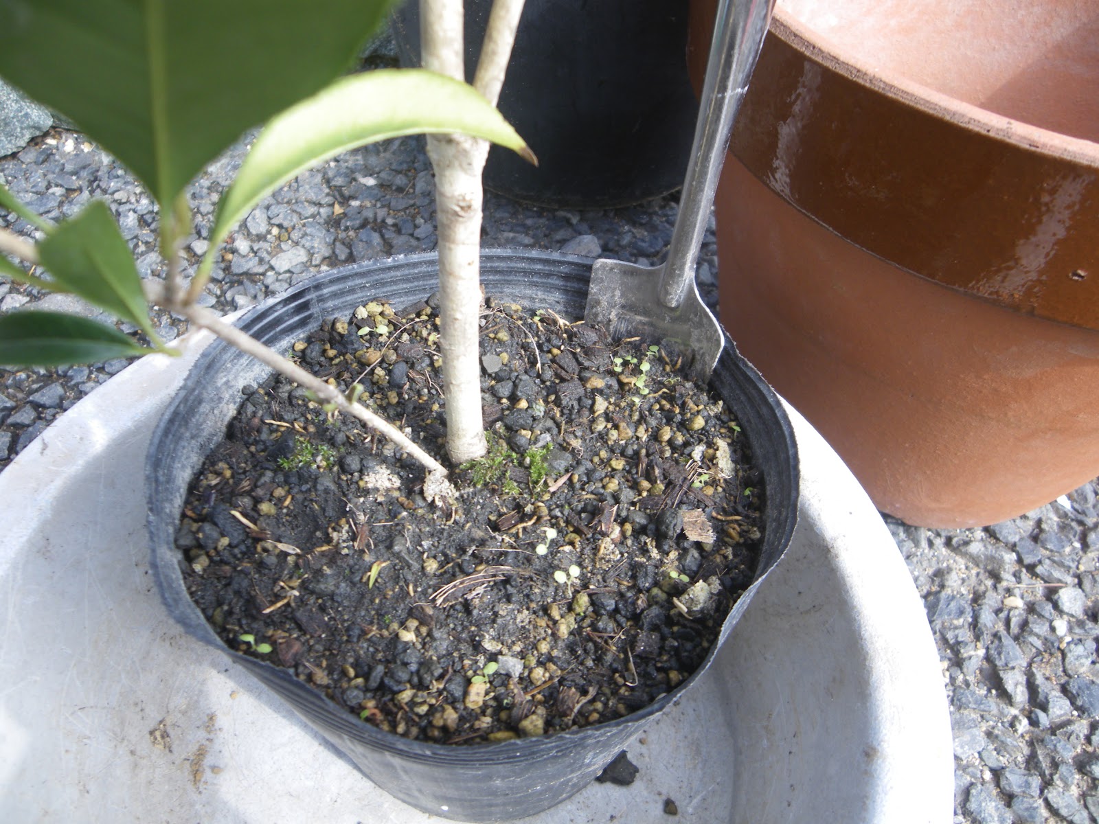 キンモクセイ 金木犀 を鉢植えで育てる 苗木の植え付け 育て方 メダカの大工