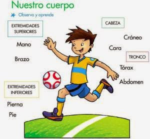 Partes Del Cuerpo Humano partes del cuerpo humano