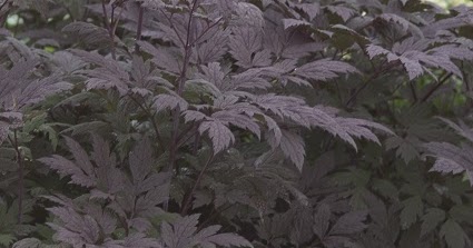 Saratoga Woods And Waterways June 2018