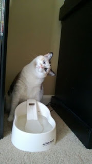 Inilah Foto-Foto Hewan Unik Yang Dapat Membuat Kita Takjub Saat Melihatnya