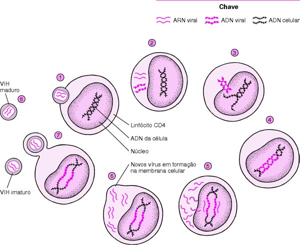 foldersizes 7 virus foldersizes 7 virus