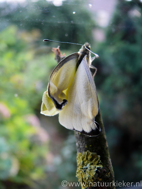 De gedaantewisseling van Koolwitjes
