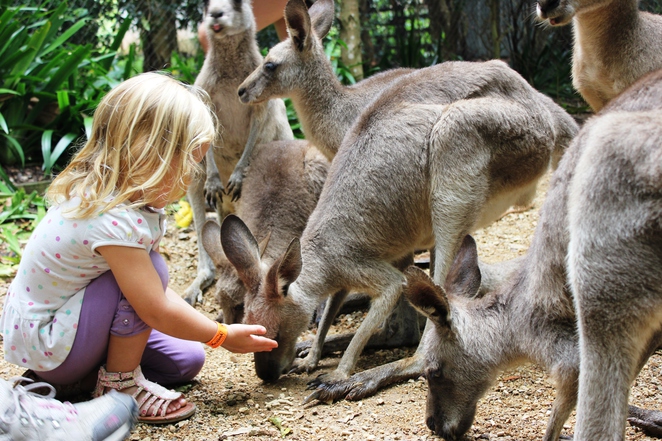 Passeios com crianças no Zoo Safari Park em San Diego na Califórnia