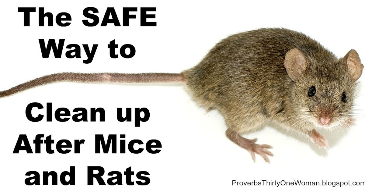 Proverbs 31 Woman The SAFE Way to Clean up After Mice and Rats