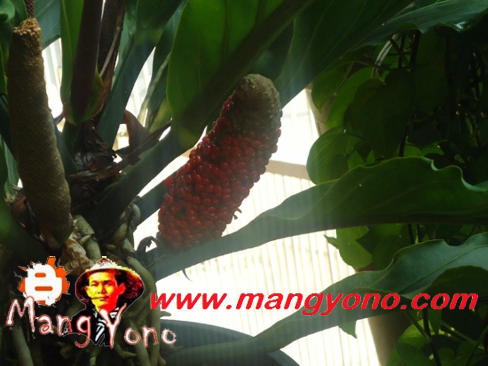 Semai Biji Bunga Gelombang Cinta Anthurium Bertunas
