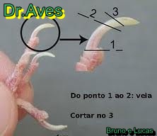 Dr.Aves: Aprenda a cortar unhas de canários belga e periquitos