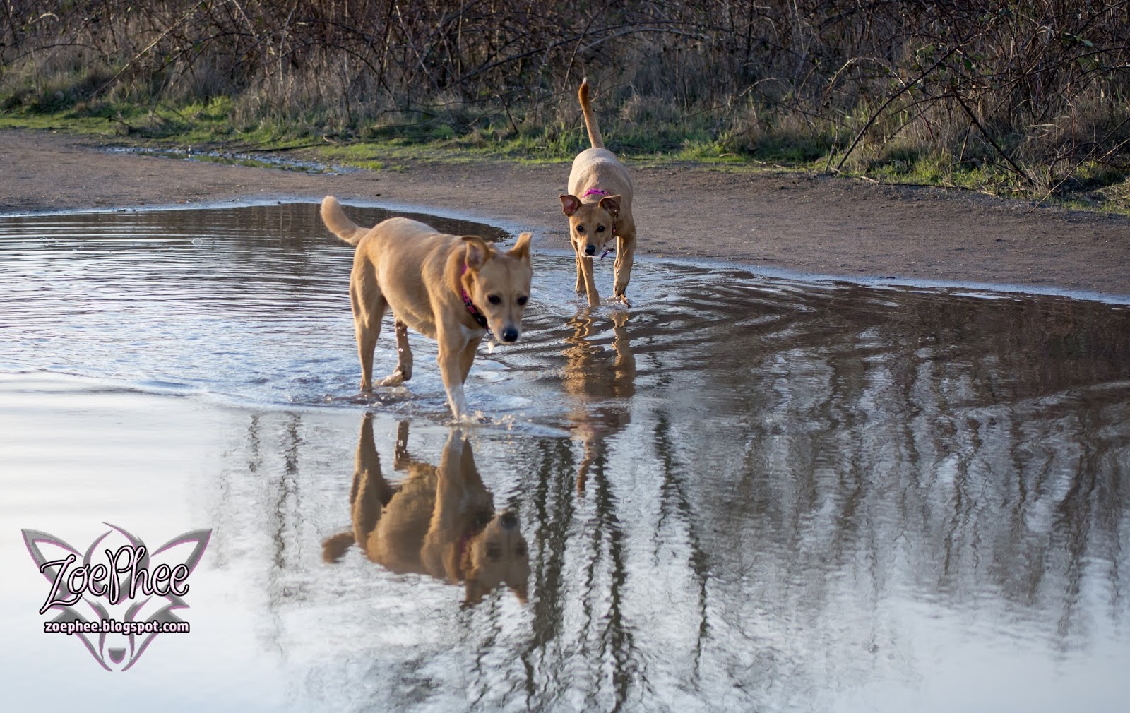 ZoePhee The Largest Puddle!