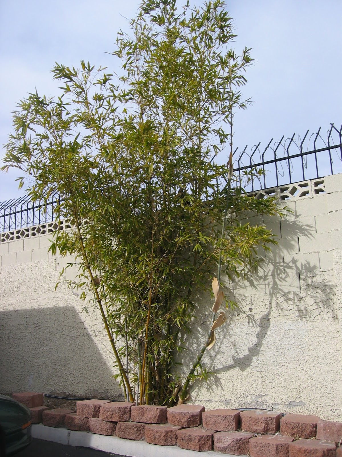 Xtremehorticulture of the Desert Think Twice Before Purchasing Timber