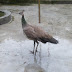 Do Peahens Lay Eggs Daily?
