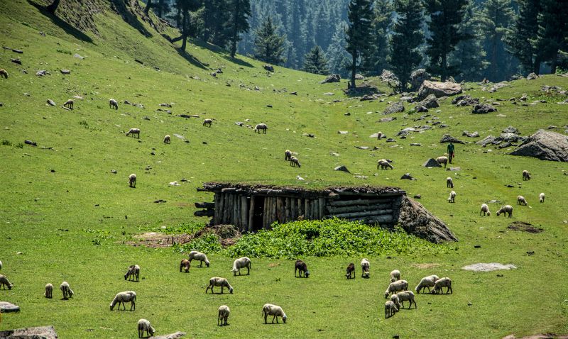 A Gujjar Hut amidst meadows A Gujjar Hut amidst meadows