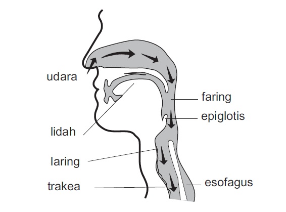 ORGAN PERNAPASAN MANUSIA DAN HEWAN - Panduan soal