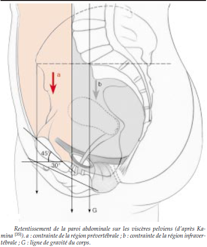 Anatomie topographique du pelvis chez la femme