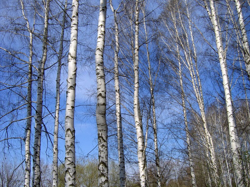 Белеет ствол березы. Дерево silver birch. Белеет ствол березы. Береза обыкновенная (betula alba). Красивая береза.