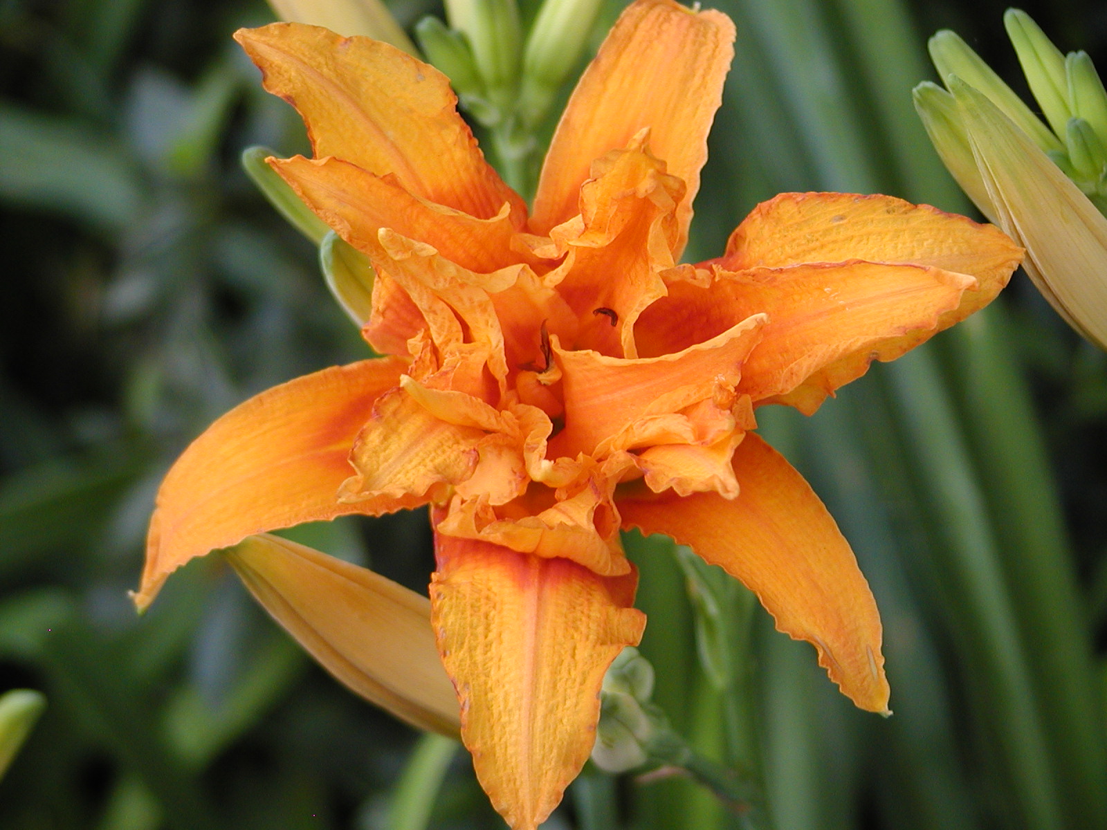 Gene's Garden: Mid June Flowers