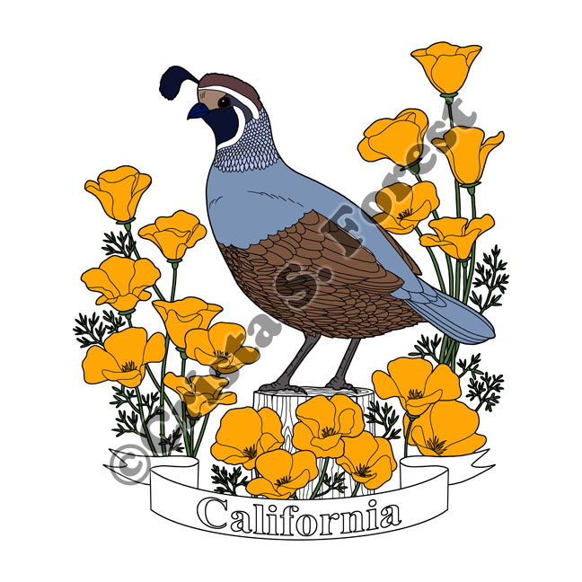 Crista Forest's Animals & Art California State Bird and Flower Color