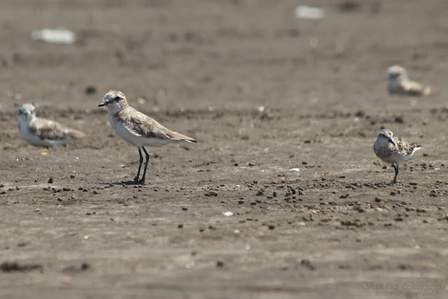 Lesser Sand Plover along with Little Stint Lesser Sand Plover along with Little Stint