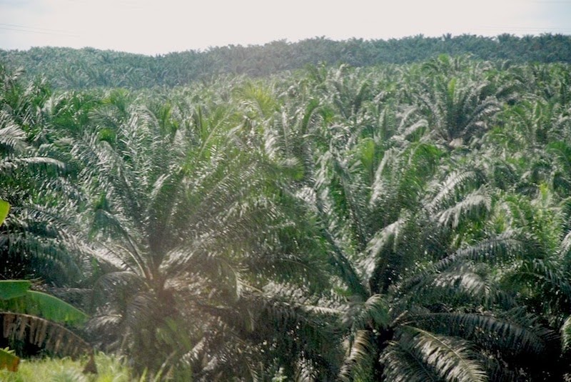 Journey to the Edge of Time Borneo Endangered Species Give Room to Palm Tree Plantations