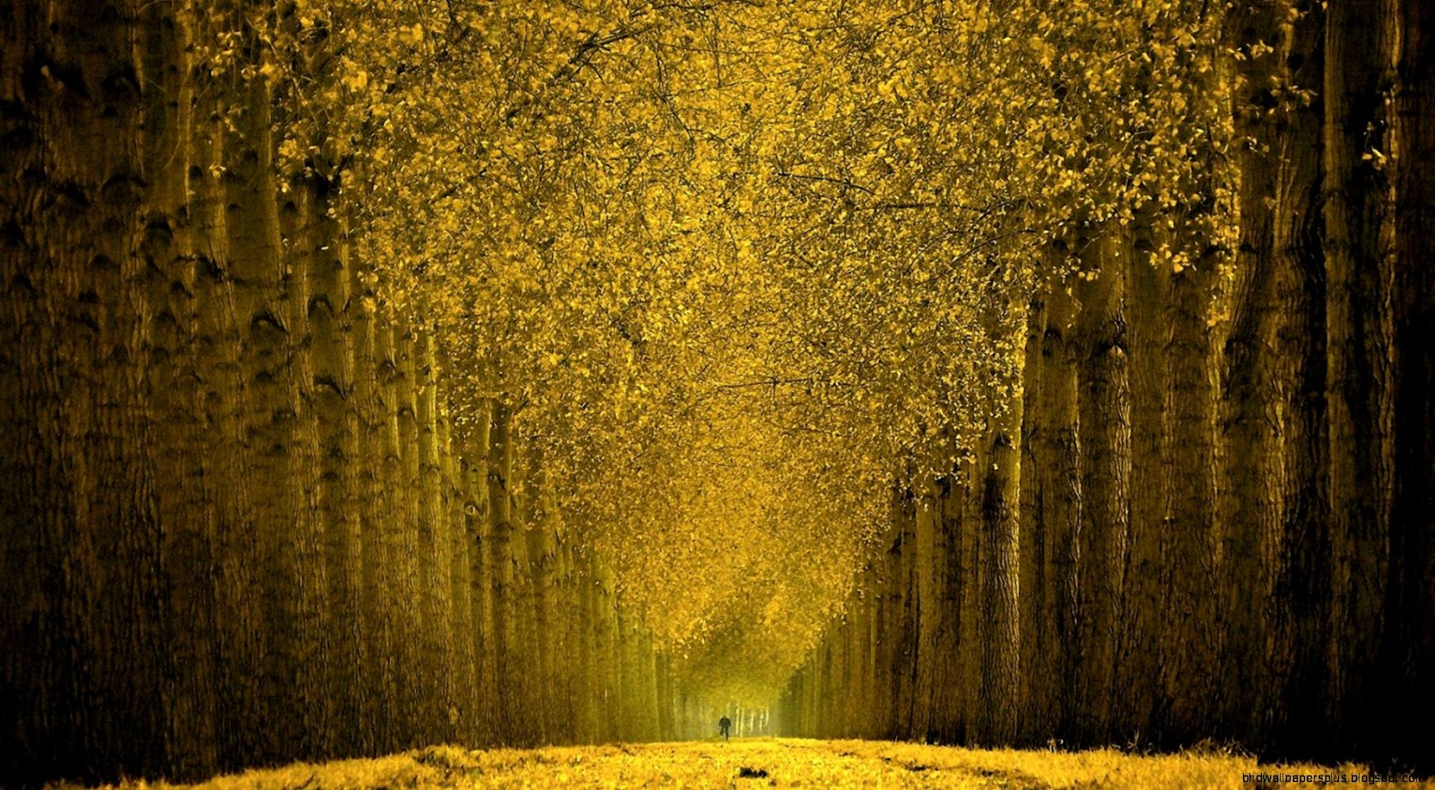 Beautiful Autumn Tree