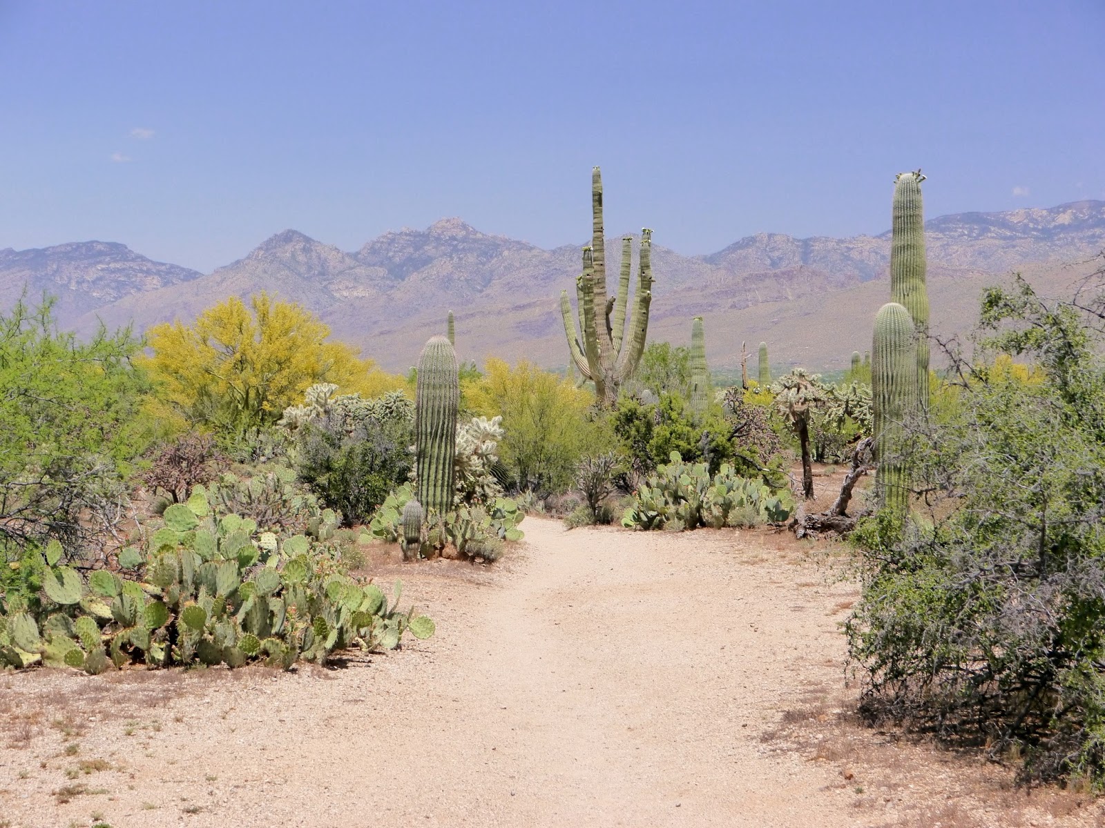 American Travel Journal Mica View Loop Trail Saguaro National Park