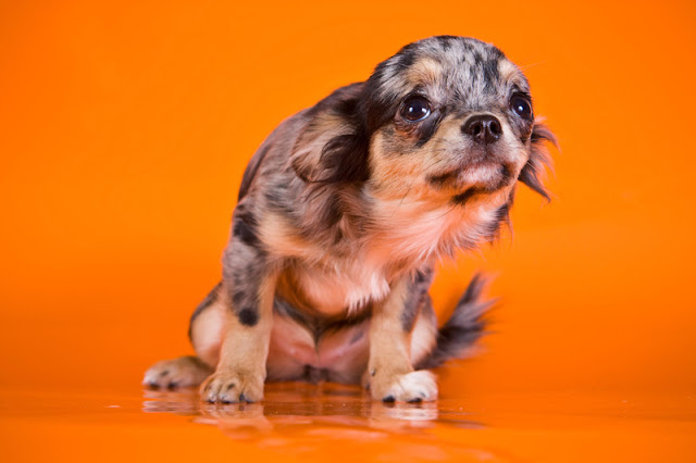 How can I tell if my dog is afraid? A guide to spotting fearful body language in dogs, as shown by this frightened Chihuahua