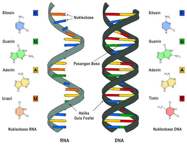 Struktur RNA dan DNA