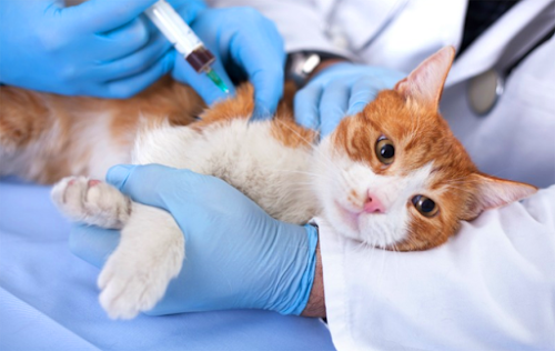 Important Vaccinations for Cats/Kittens and Time to Give It Important Vaccinations for Cats/Kittens and Time to Give It
