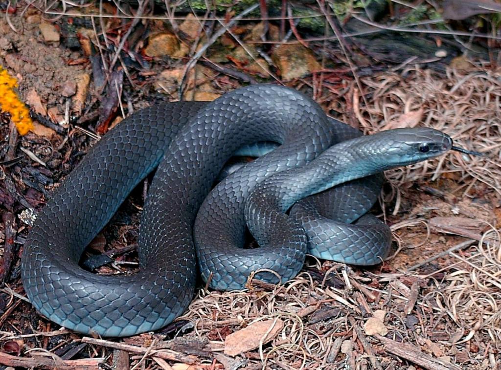 Ohio Birds and Biodiversity: Black racer!