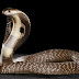 Wanajeshi wanywa damu ya cobra
