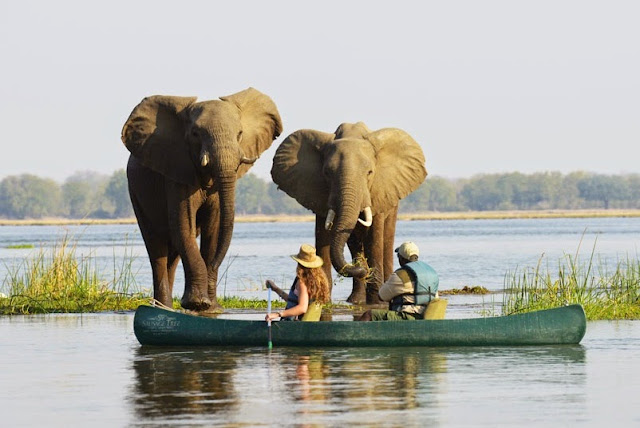Lower Zambezi Canoe Safari