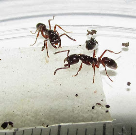 Workers of Leptogenys ants.
