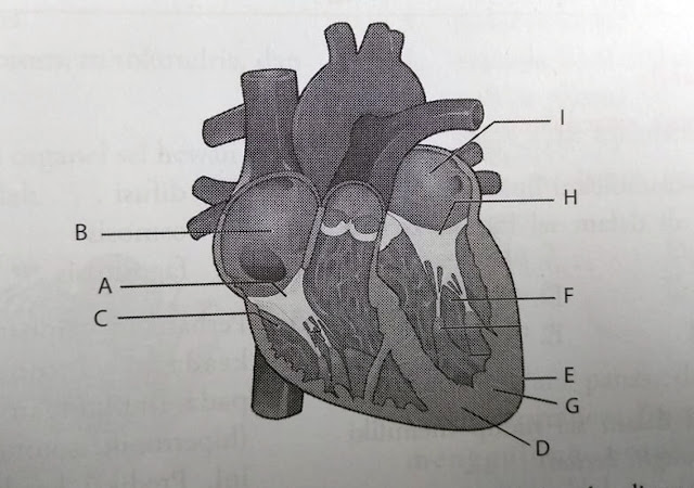 Tuliskan bagian A,B, C, D, E, F, G, H, dan I pada gambar jantung