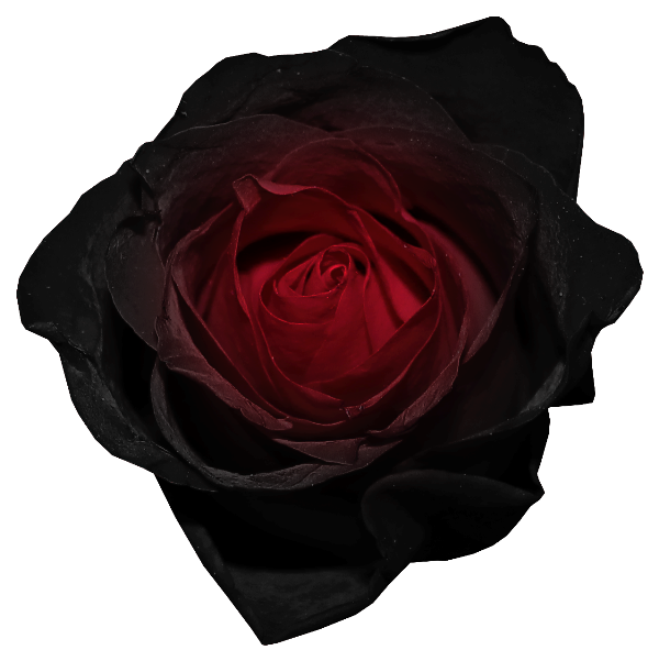 [LONGfic] Hoa Hồng Đen [HUNHAN] CHƯƠNG 3 Tổ chức '' Red and Black Roses''
