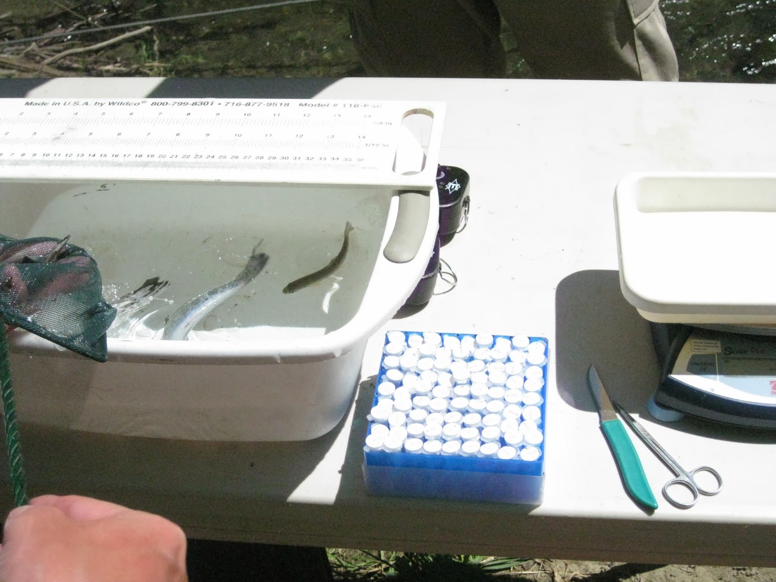 Burns Fishing Supplies Hood Canal Salmon Enhancement Group